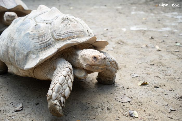 不是救龜，是開戰！揭密蘇卡達象龜「翻車對決」與保育員的暖心勸架日常